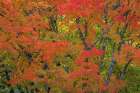 USA, Washington State, Seabeck. Japanese maple tree in autumn. Art Print